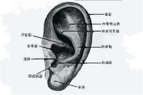 左耳有痣|耳朵长痣图解大全 左耳长痣代表什么